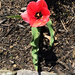 The Lone Tulip by yogiw