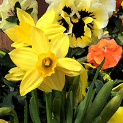 20th Apr 2014 - Spring Flowers 