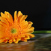 Sunflower by lynne5477