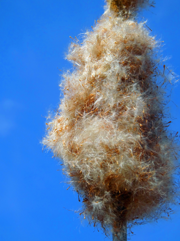 Day 320 Cat Tail against a blue sky by rminer