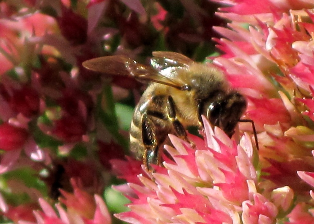 Busy Bee by dakotakid35