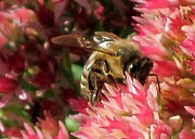 3rd Oct 2010 - Busy Bee