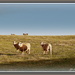 Sheep.. by julzmaioro