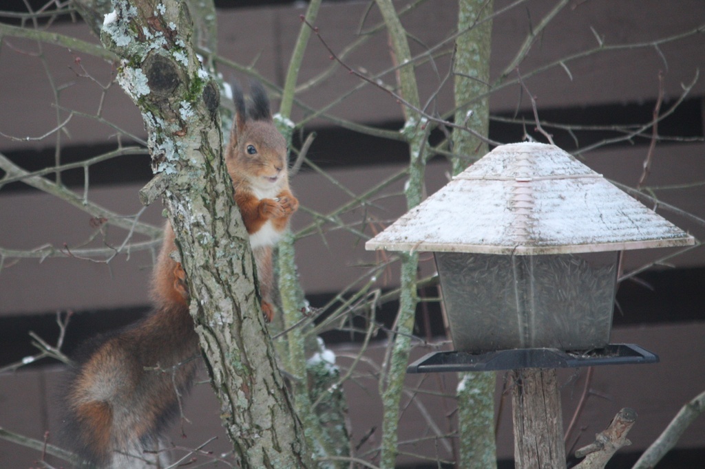 Squirrel IMG_6795 by annelis