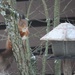 Squirrel IMG_6795 by annelis