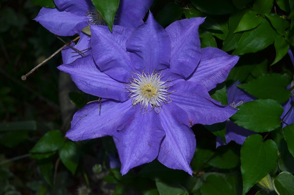 Amazing clematis in our front garden, Charleston, SC by congaree