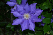 21st Apr 2014 - Amazing clematis in our front garden, Charleston, SC