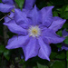 Amazing clematis in our front garden, Charleston, SC by congaree