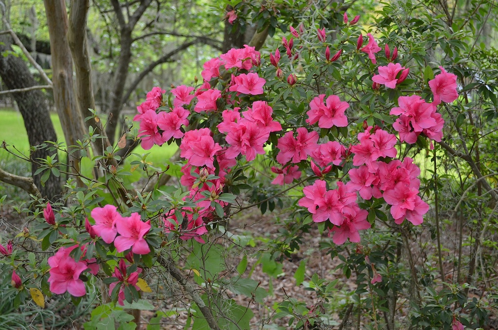 Azaleas, Magnolia Gardens, Charleston, SC by congaree