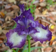 21st Apr 2014 - Iris, Magnolia Gardens, Charleston, SC