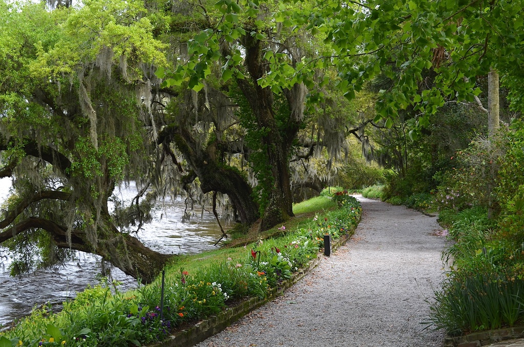 Beautiful path along the Ashley River, Magnolia Gardens, Charleston, SC by congaree