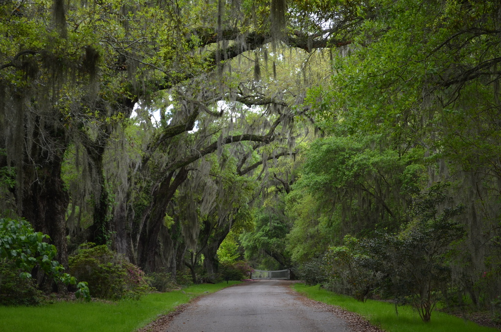One of the drives into Magnolia Gardens, Charleston, SC by congaree