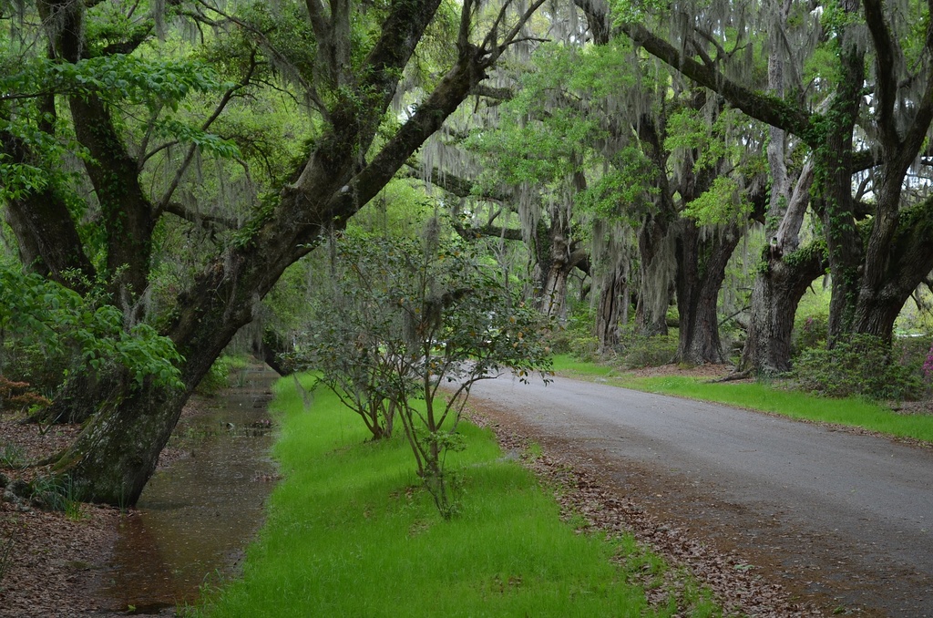 Lush Spring green at a heavy rain  by congaree