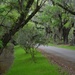 Lush Spring green at a heavy rain  by congaree