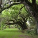 Live oaks by congaree