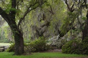 16th Apr 2014 - Live oaks and azaleas