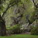 Live oaks and azaleas by congaree
