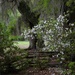 Split rail fence, live oaks and azaleas by congaree