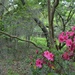 A favorite azaleas scene by congaree
