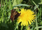 19th Apr 2014 - Tortoiseshell Butterfly on Dandilion