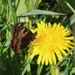 Tortoiseshell Butterfly on Dandilion by oldjosh