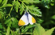 18th Apr 2014 - Orange-tip Butterfly