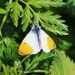 Orange-tip Butterfly by oldjosh
