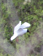 19th Apr 2014 - Black headed gull