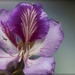 Purple blossom by jamibann