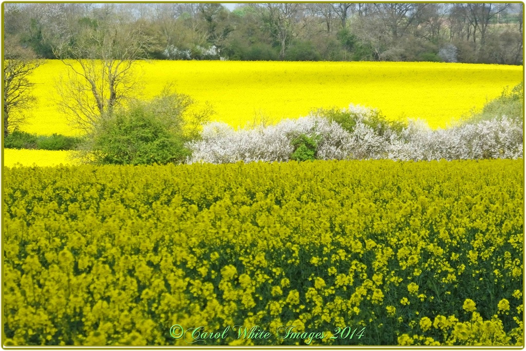 Landscape In Yellow by carolmw