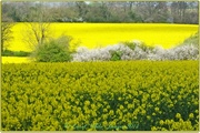 22nd Apr 2014 - Landscape In Yellow