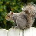 Eastern Gray Squirrel by khawbecker