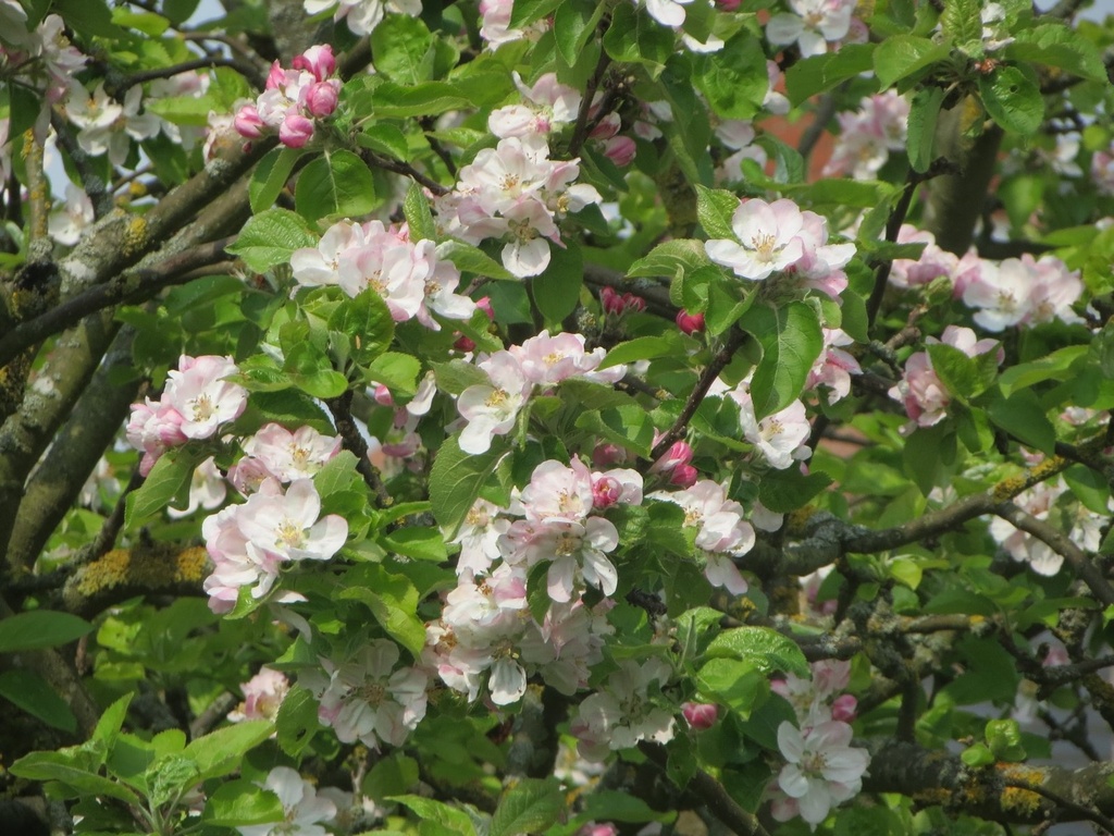 Apple blossom on one of our neighbour's many apple trees. by foxes37