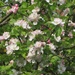 Apple blossom on one of our neighbour's many apple trees. by foxes37