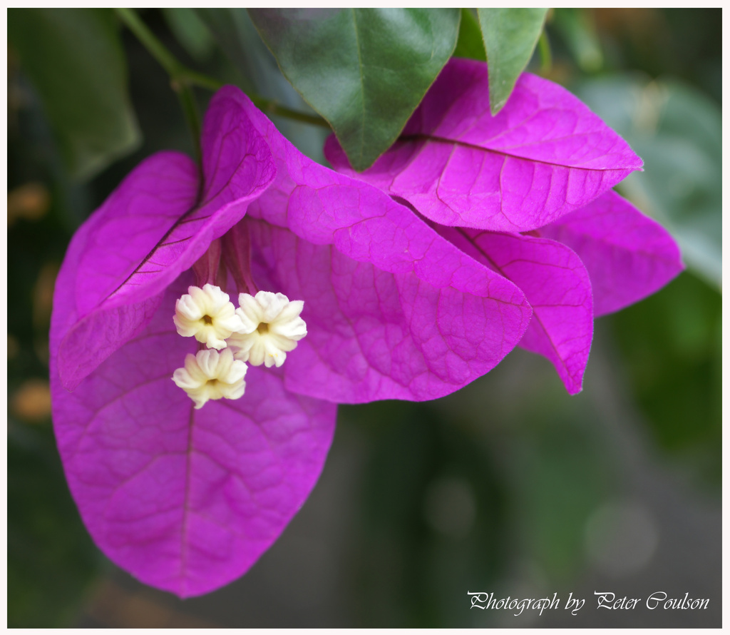 Bougainvillea by pcoulson