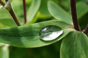 22nd Apr 2014 - Water droplet