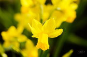 22nd Apr 2014 - Daffodil