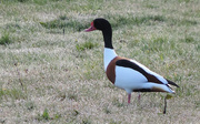 18th Apr 2014 - Shelduck