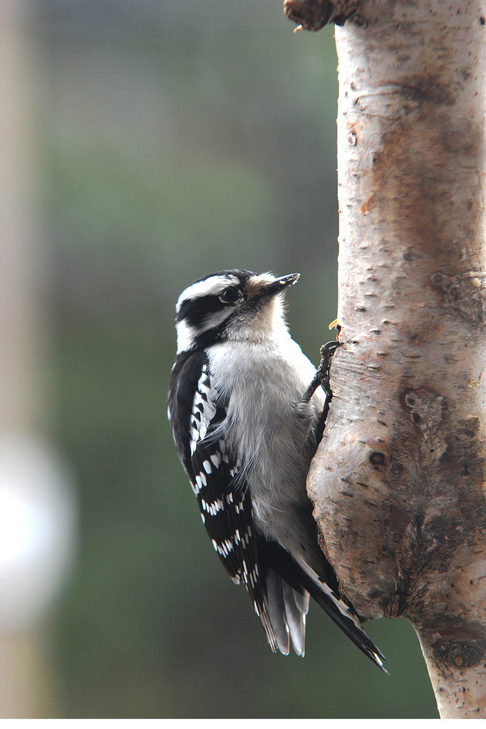 Downy woodpecker! by fayefaye