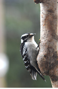 22nd Apr 2014 - Downy woodpecker!