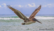 22nd Apr 2014 - American Brown Pelican 