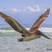 American Brown Pelican  by stcyr1up