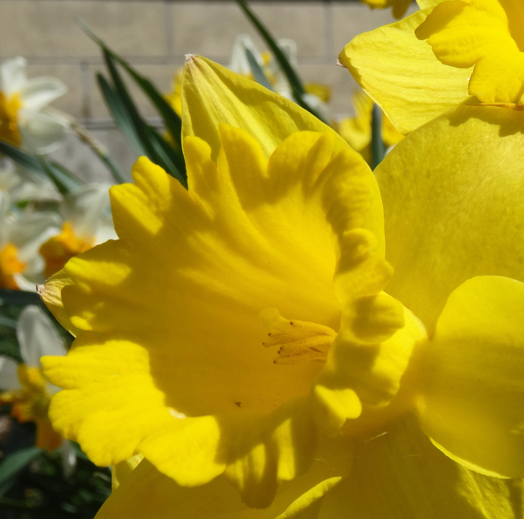 Day 322 Daffodil Macro by rminer