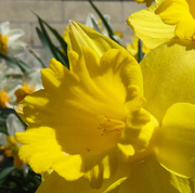 22nd Apr 2014 - Day 322 Daffodil Macro