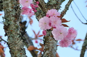 19th Apr 2014 - Cherry Blossoms