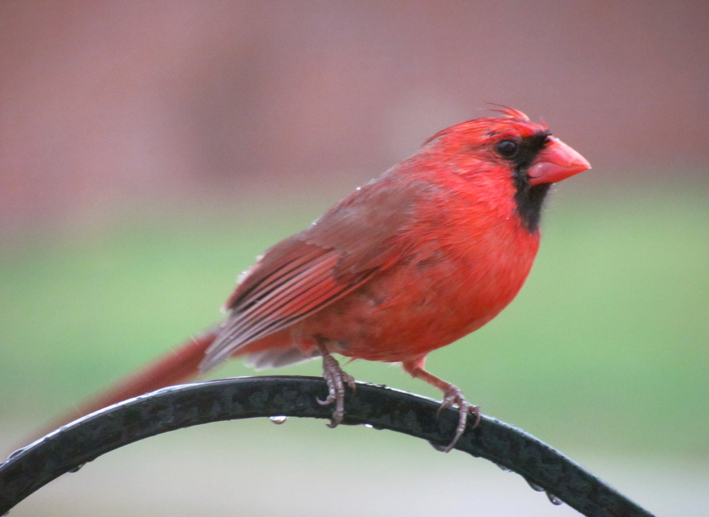 Rainy Day Cardinal by juletee