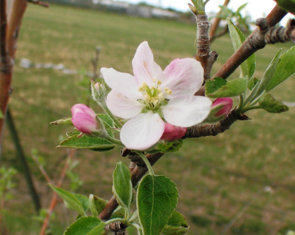 Apple Blossom by clemm17