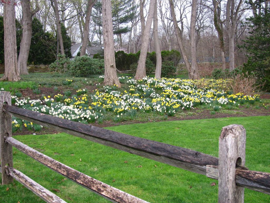 Daffodils and the Fence by april16
