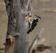 22nd Apr 2014 - Hairy Woodpecker
