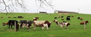 22nd Apr 2014 - Cattle Community